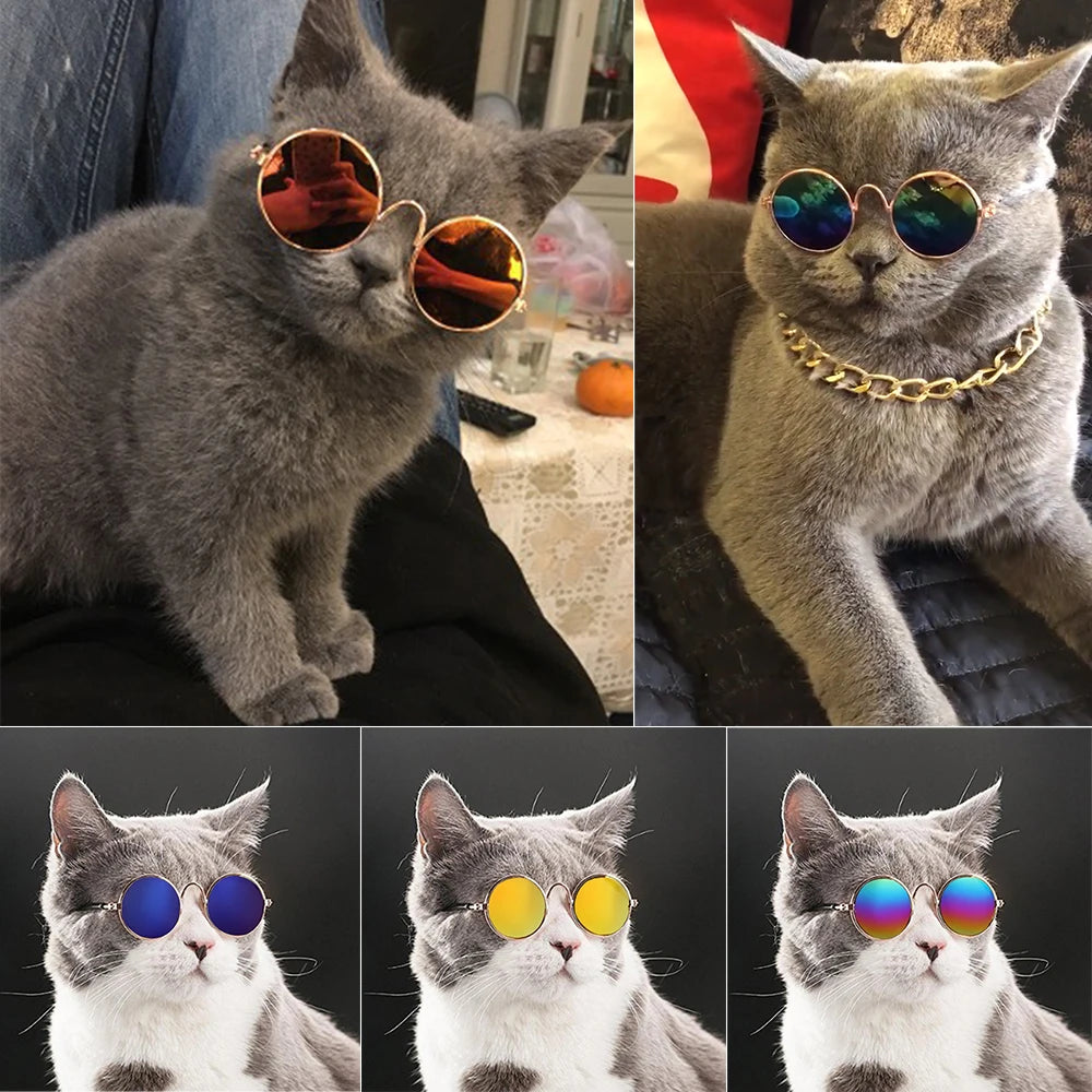 Feline Fun Shades