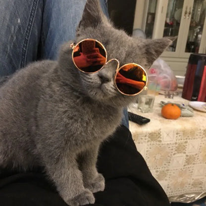 Feline Fun Shades